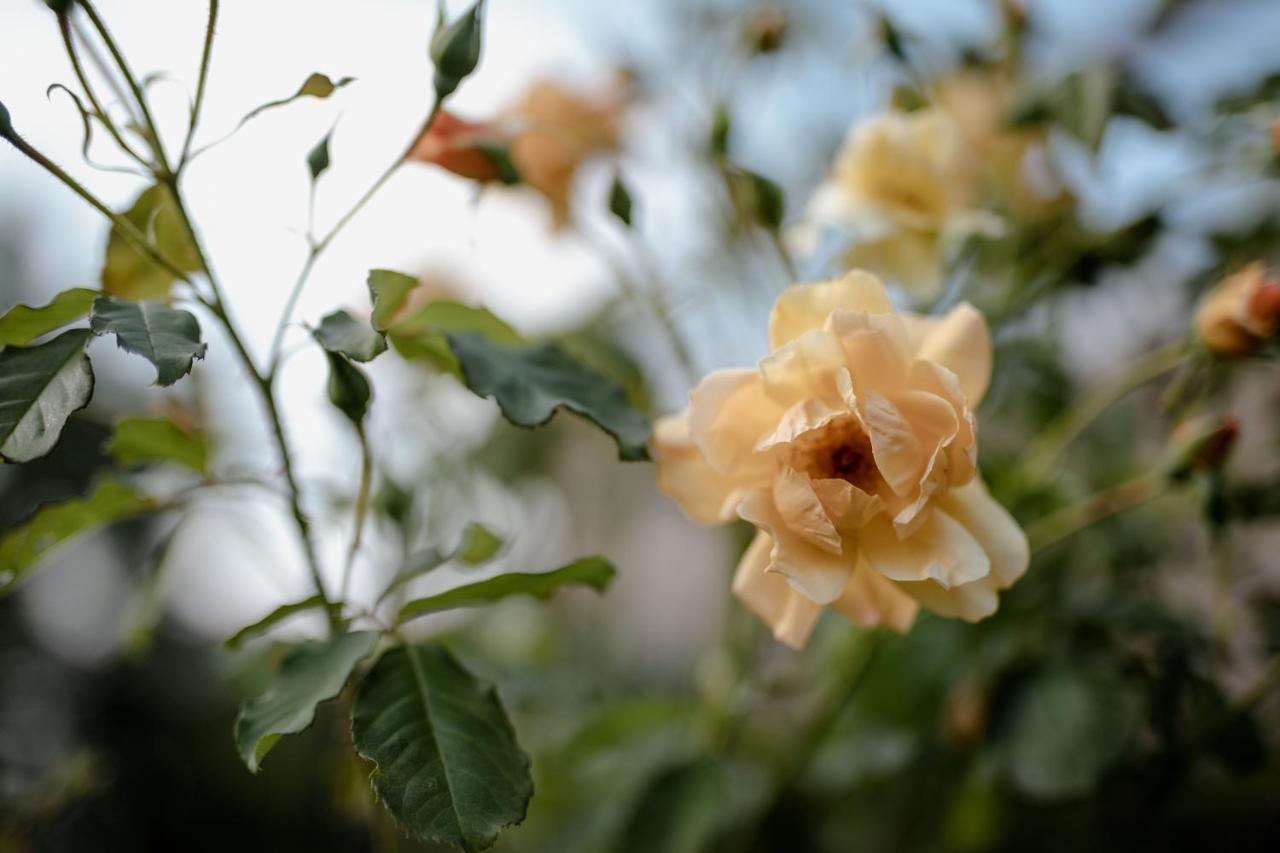 ジヴェルニー Twin Ginkgoヴィラ エクステリア 写真